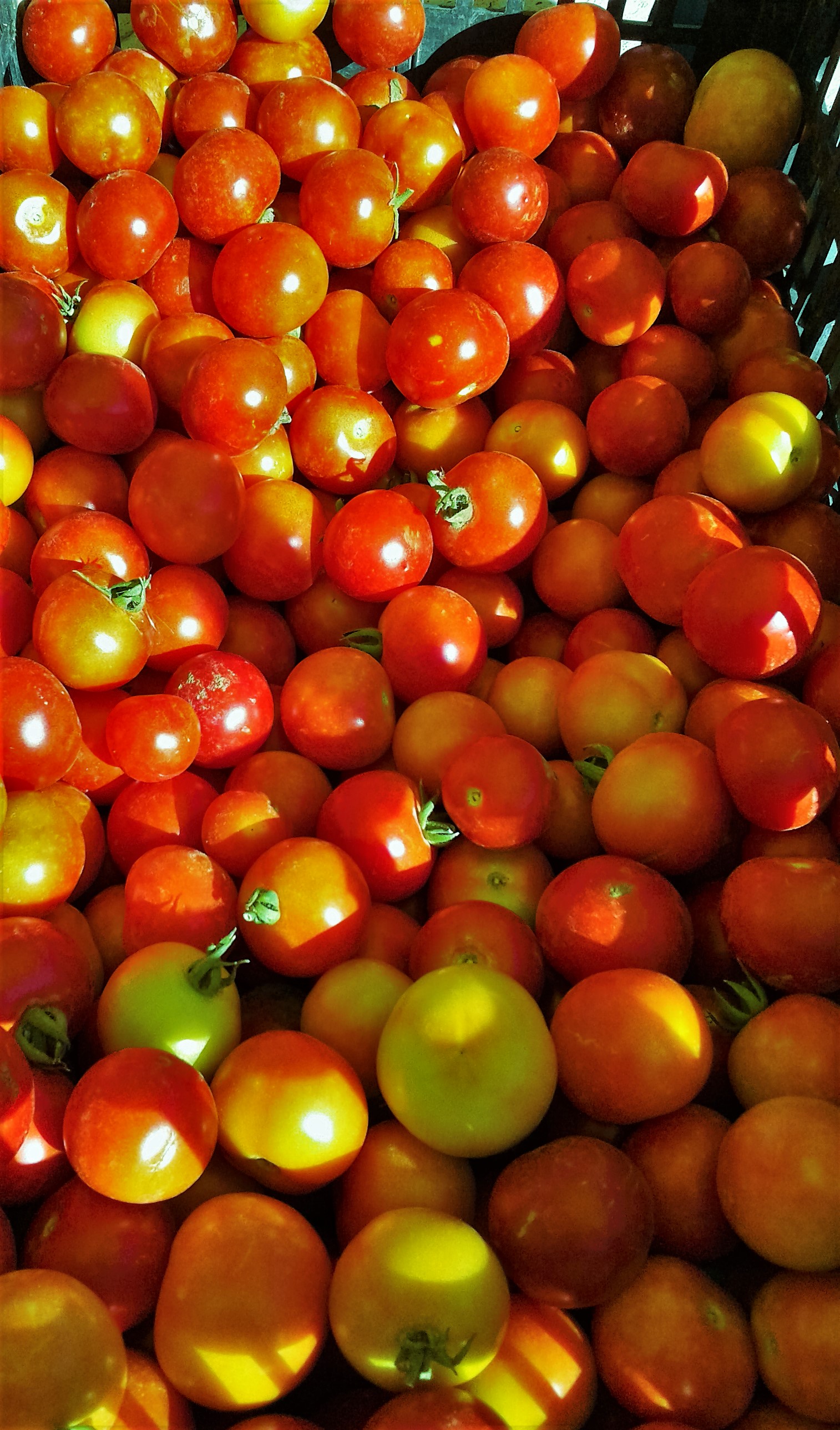 pomodori