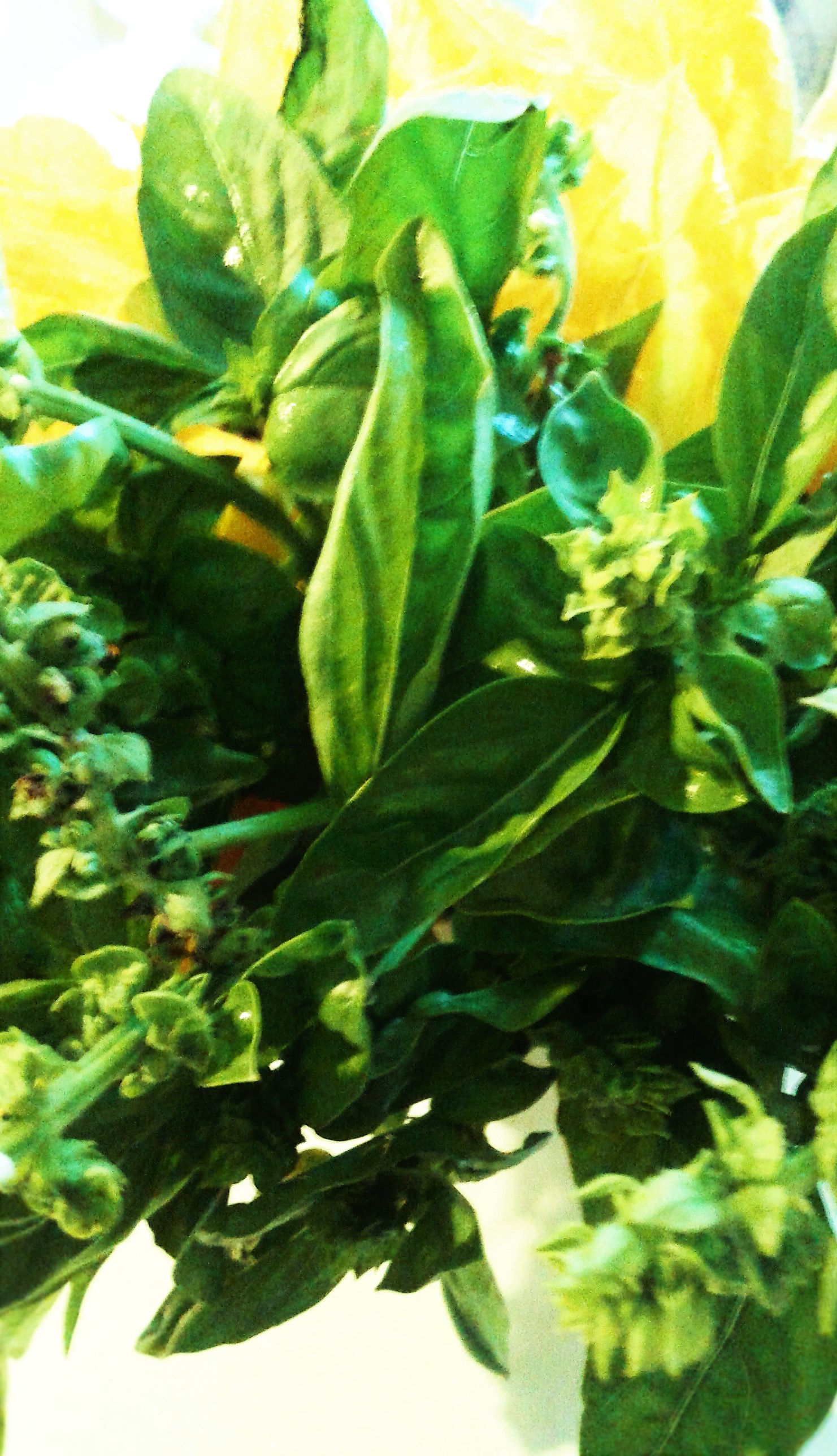 Basilico